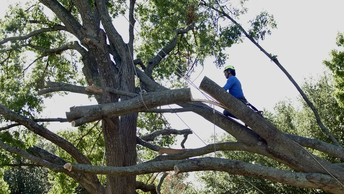 Professional Hazardous Tree Removal performed by certified arborists in Shuqualak