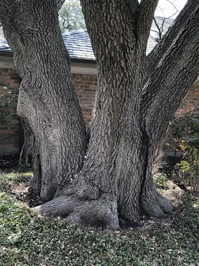 Mature heritage tree close to a Shuqualak property cared for by certified arborists